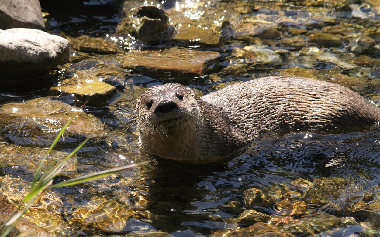 The North American river otter