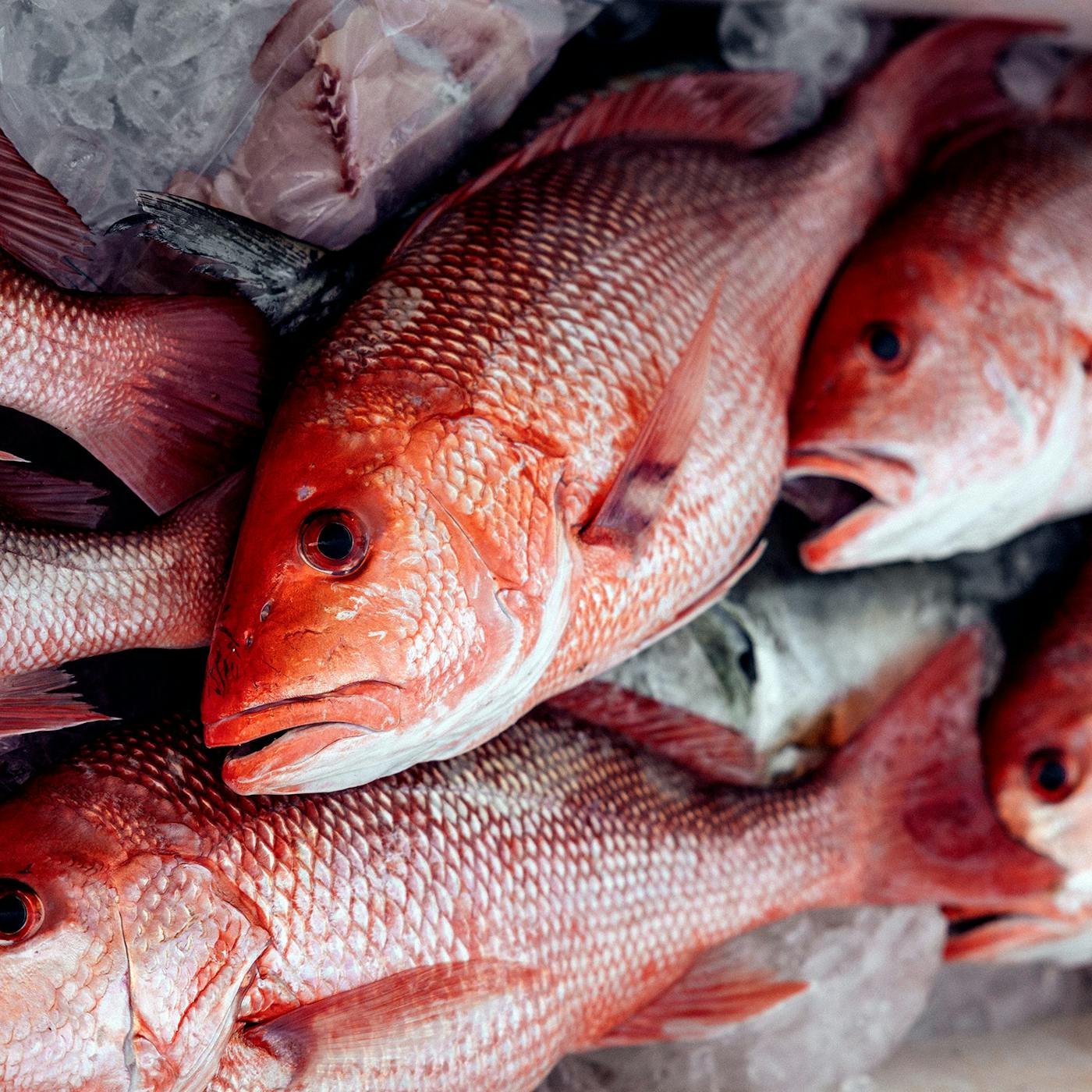 Your Red Snapper Filet Might Have Been Caught by Drug Runners