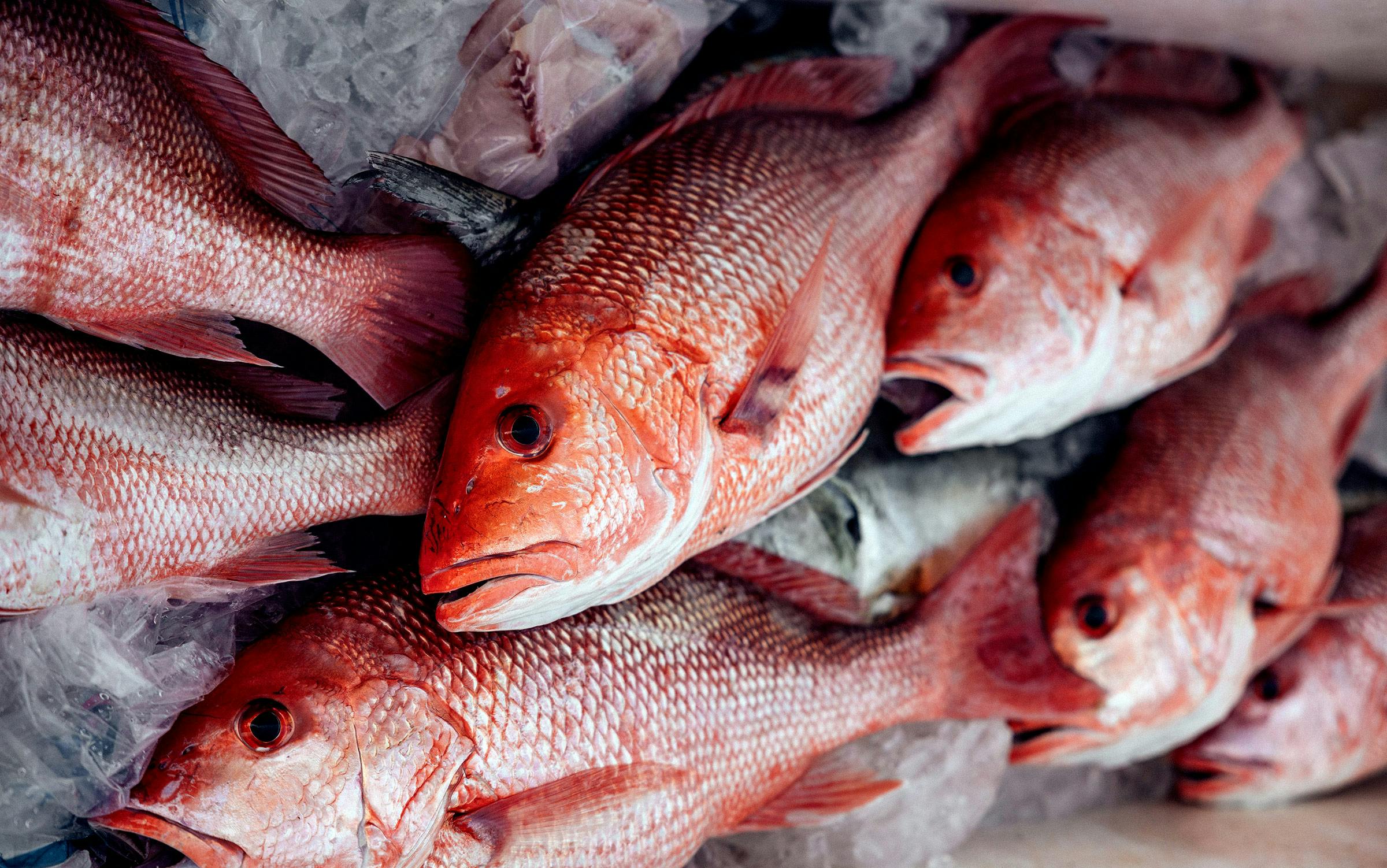 Your Red Snapper Filet Might Have Been Caught by Drug Runners