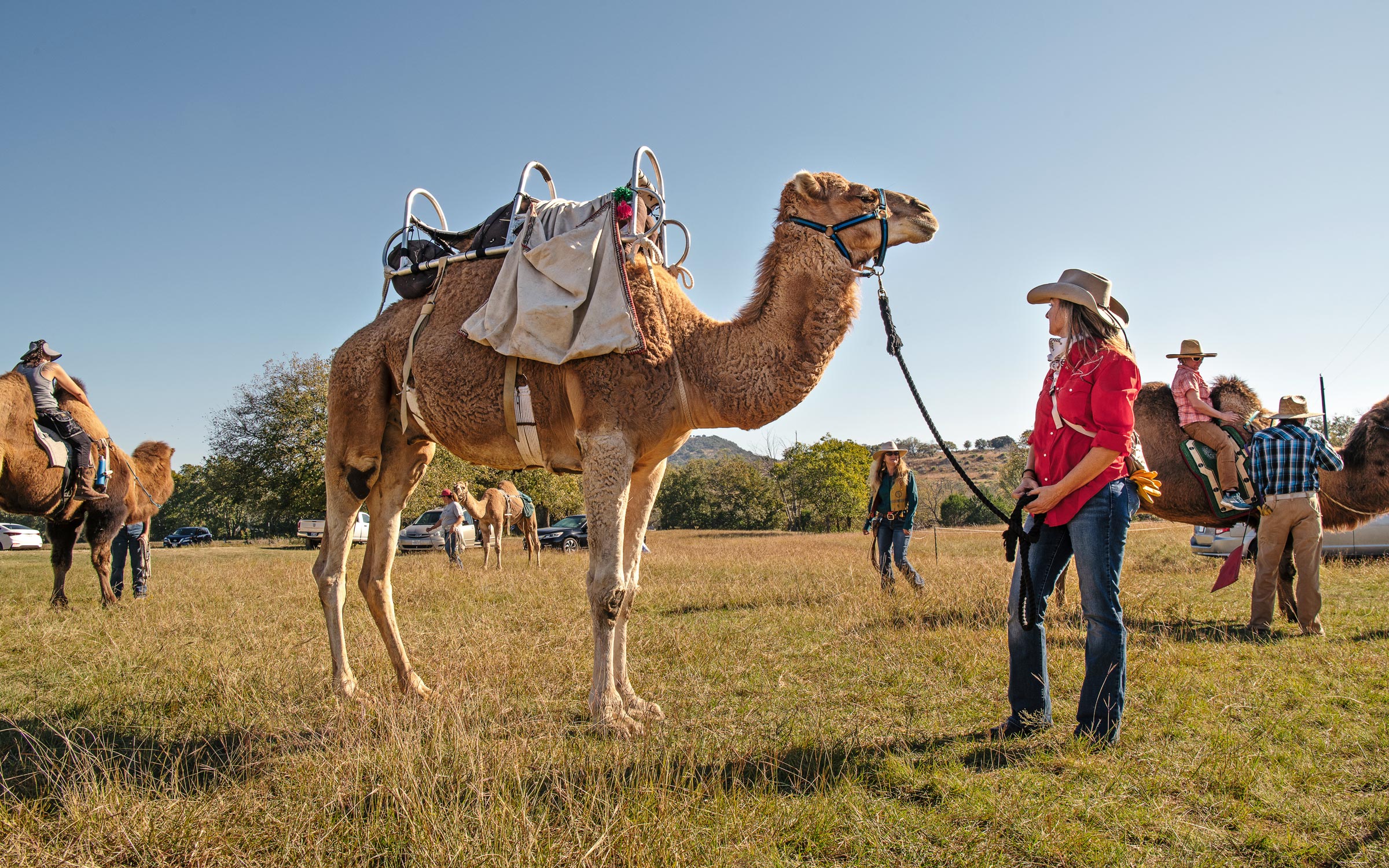 At a Camel Conference in the Hill Country, Cameleers Swap Tips (and Watch Out for Slime)