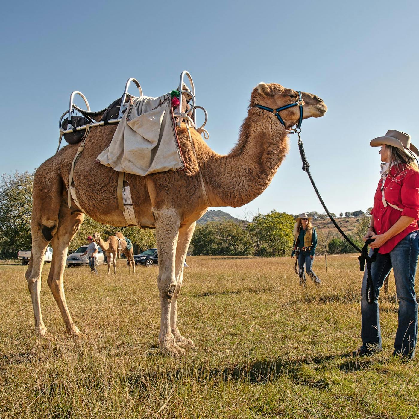 At a Camel Conference in the Hill Country, Cameleers Swap Tips (and Watch  Out for Slime) – Texas Monthly
