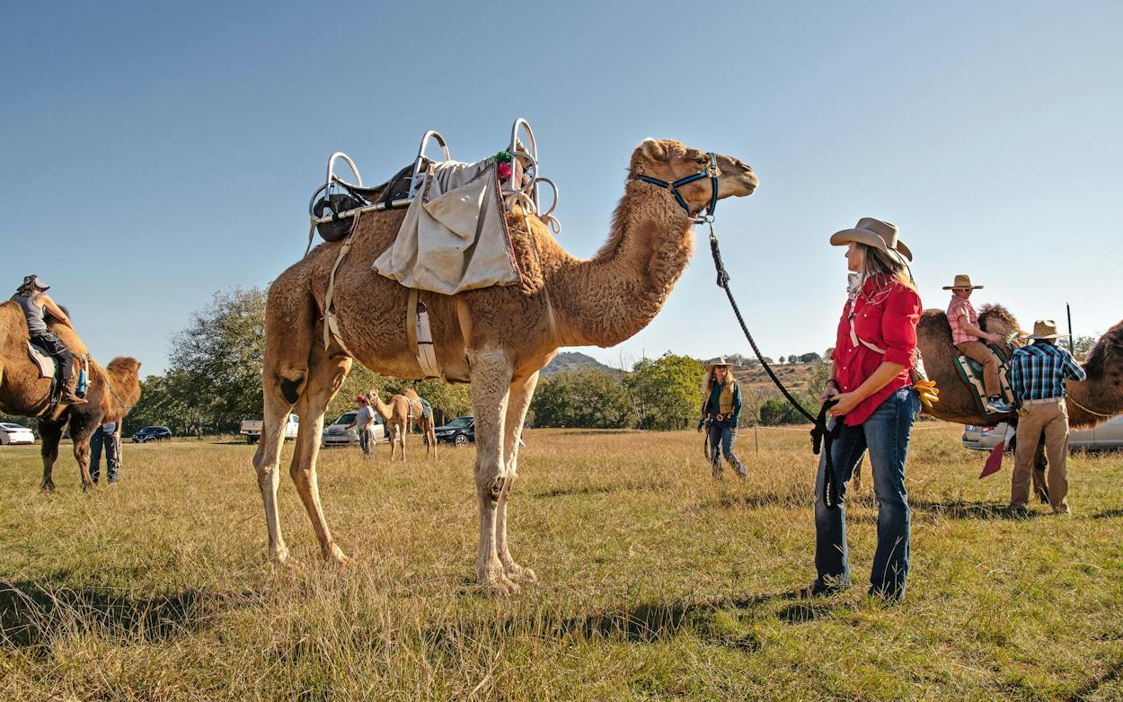 Camel Ranch At a Camel Conference in the Hill Country, Cameleers Swap Tips (and ...