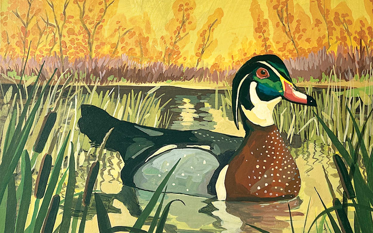 Duck Hunting, wood duck