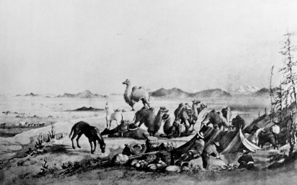An illustration depicting a typical camp for the U.S. Army Camel Corps, including supplies, horses, and field personnel, circa 1857. In the foreground, men are organizing supplies while the camels and horses are resting behind them