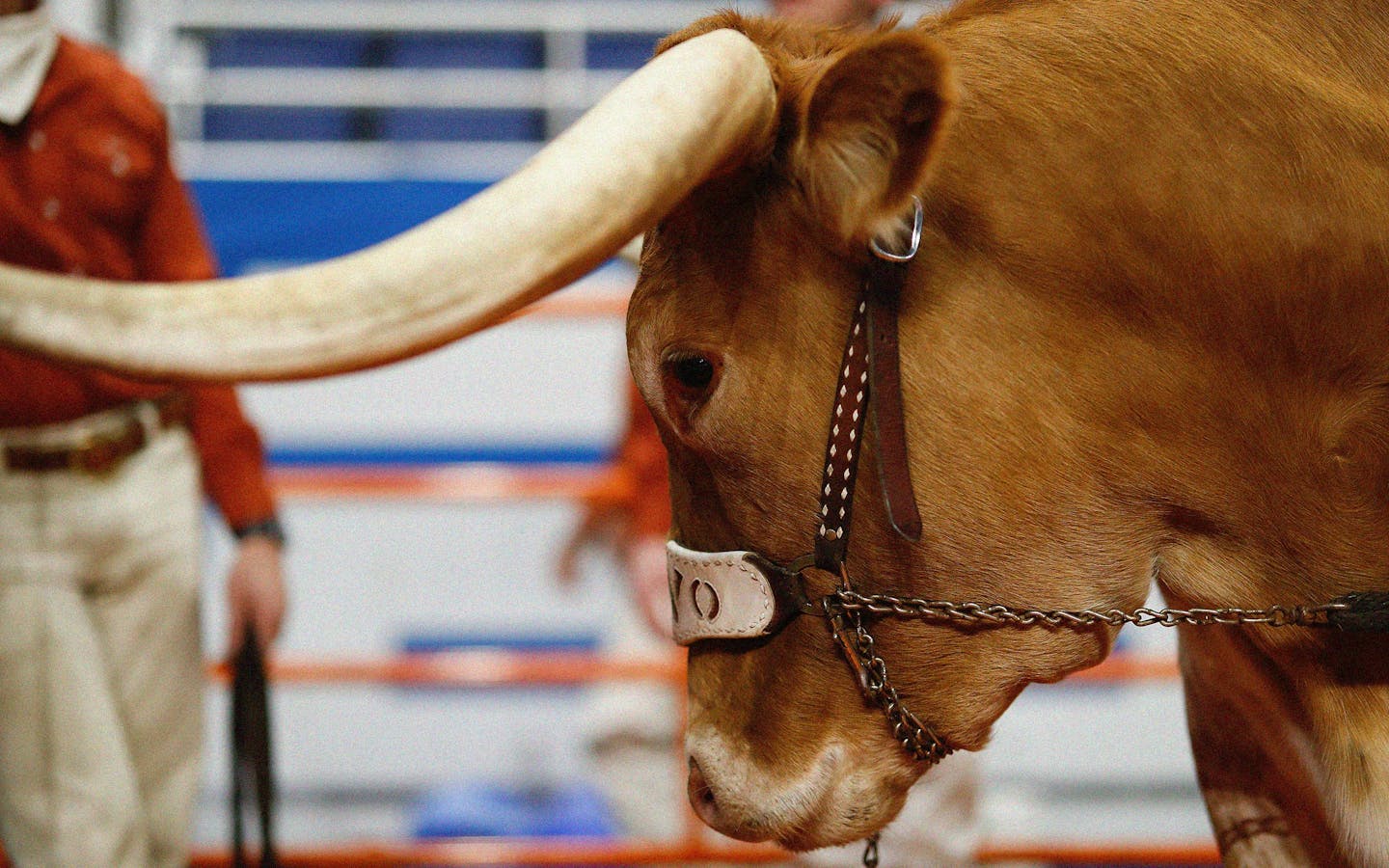 The History of Longhorn Sports