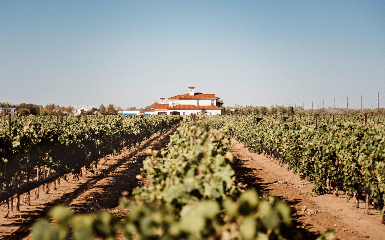 Texas Winemakers May Be Headed to Court