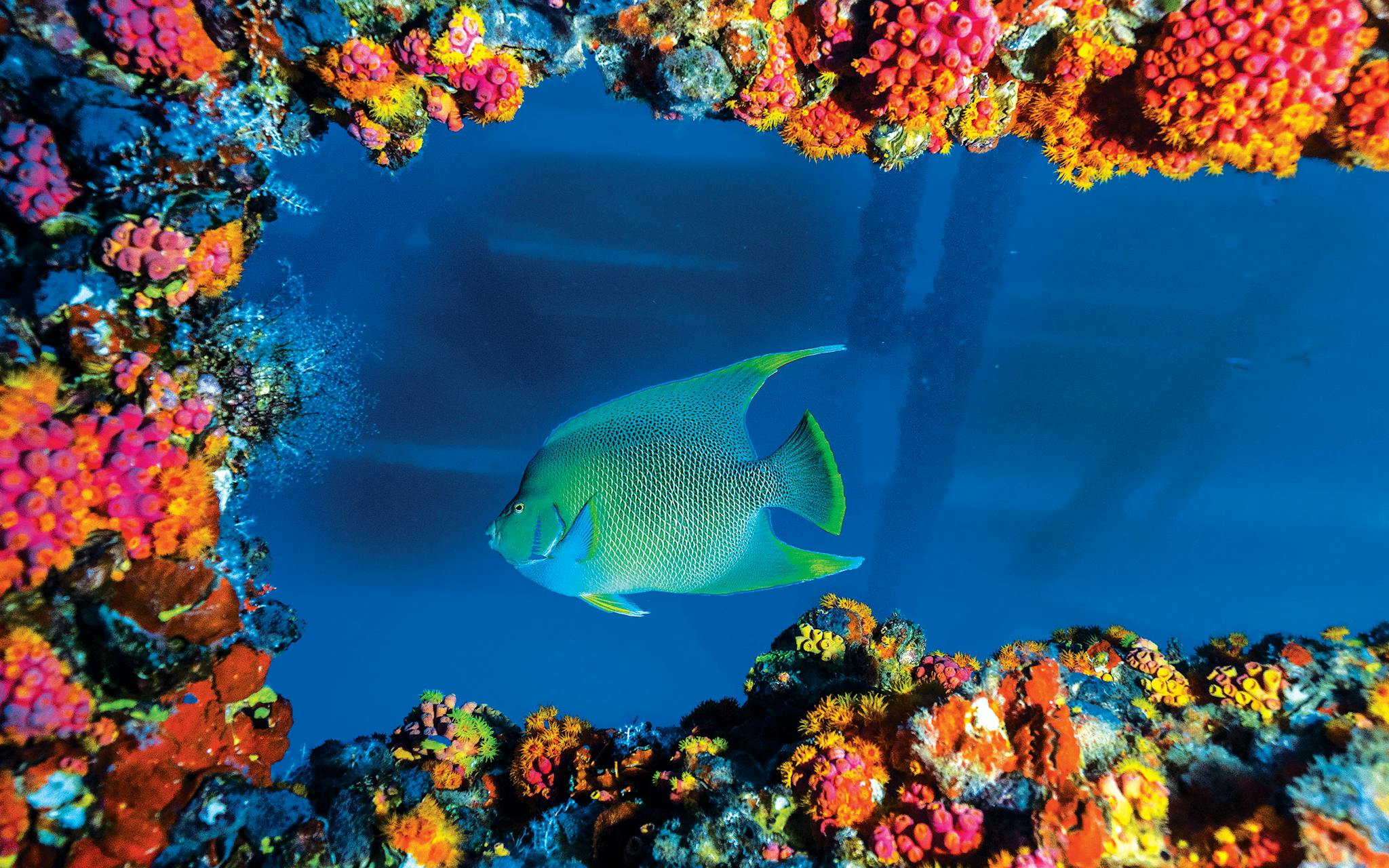 A blue angelfish framed by orange cup coral, which thrives on structures such as oil platforms and shipwrecks.