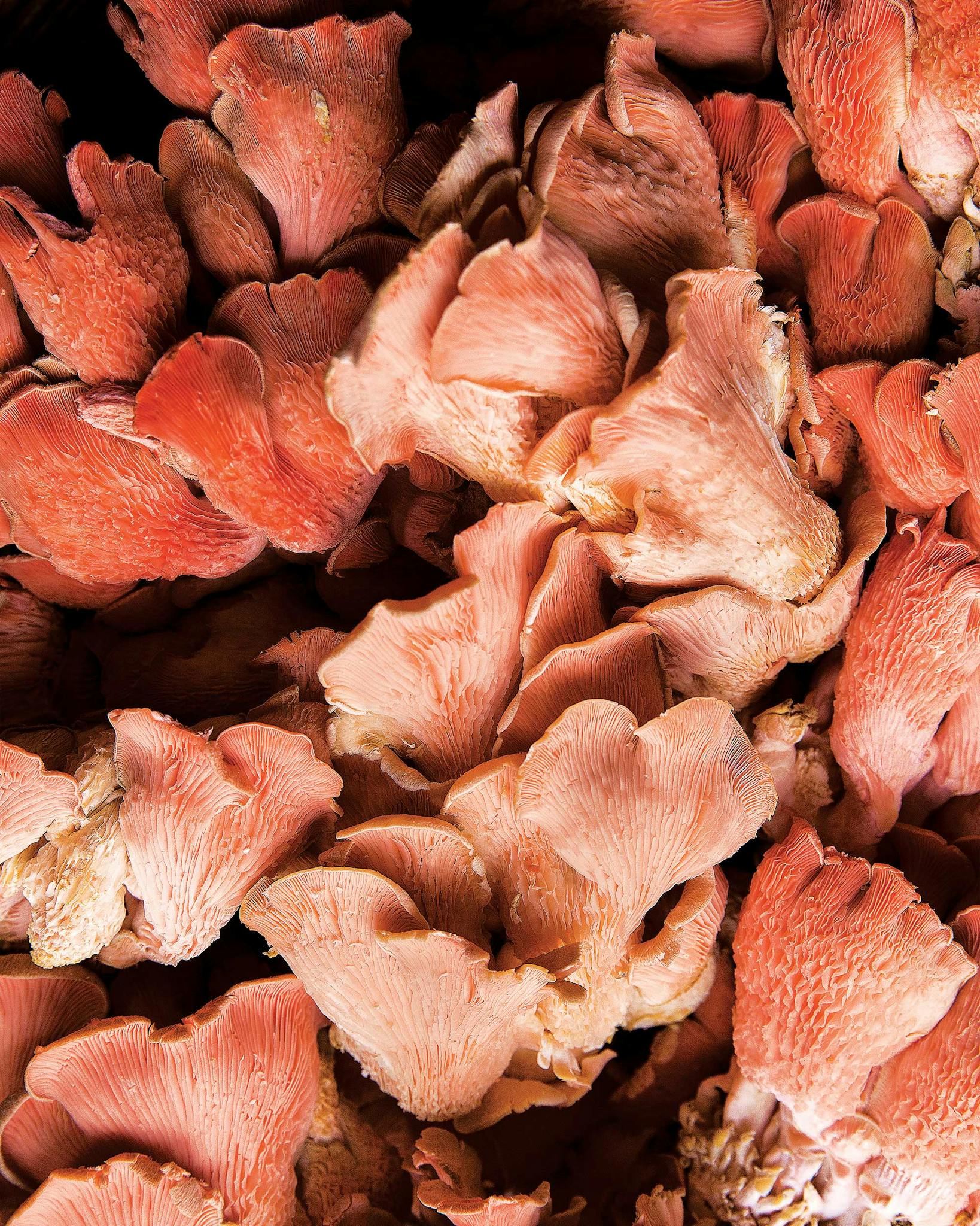 Pink oyster mushrooms for sale at Eden East Farm's Sunday market, in Bastrop on February 27, 2021.