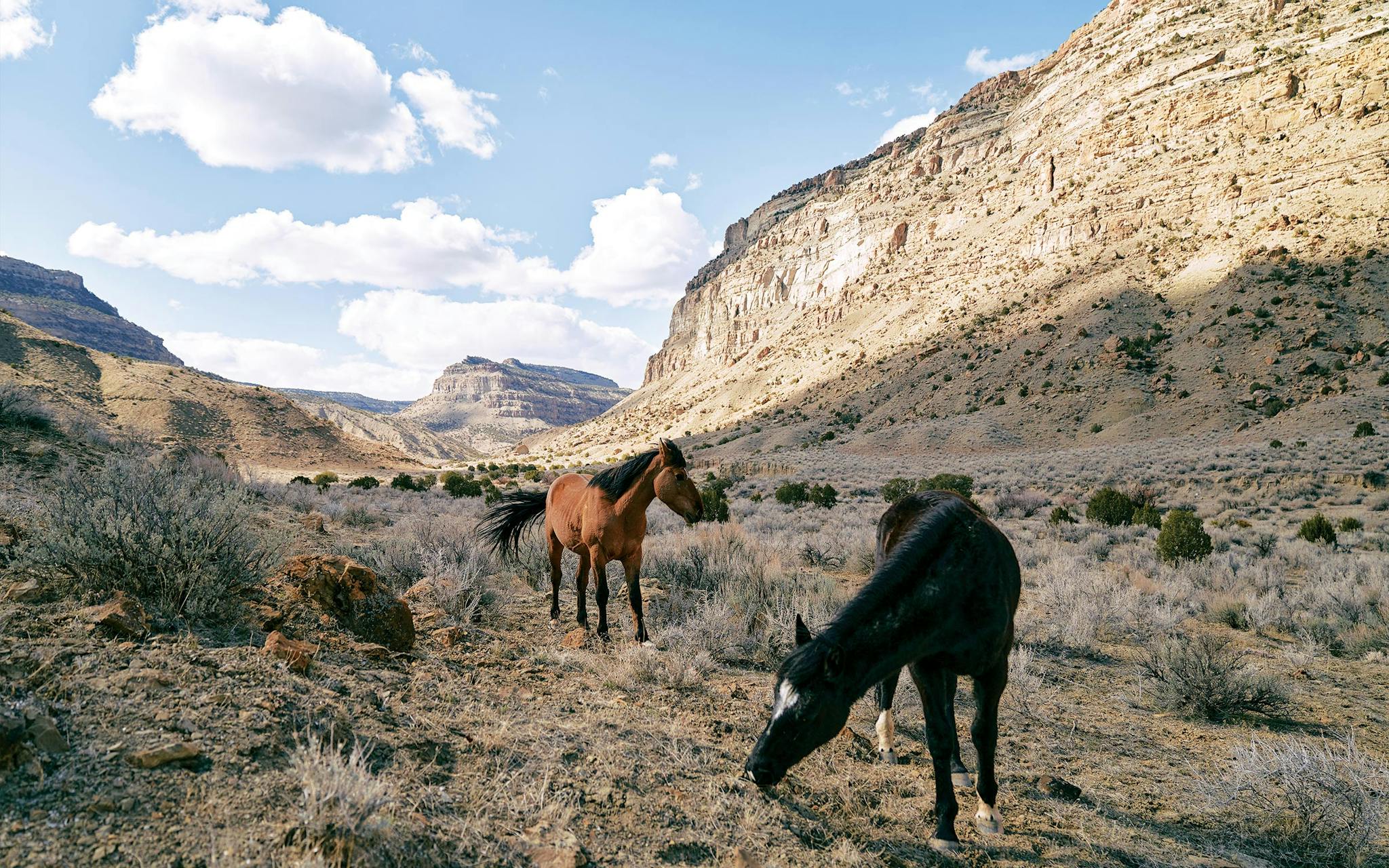 Horses roam at the Little Book Cliffs Wild Horse Range, near Grand Junction, Colorado.