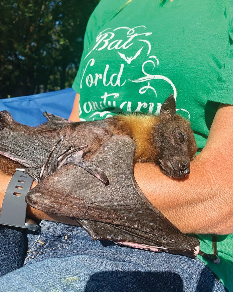 Viral bat at the Bat World Sanctuary in Weatherford.