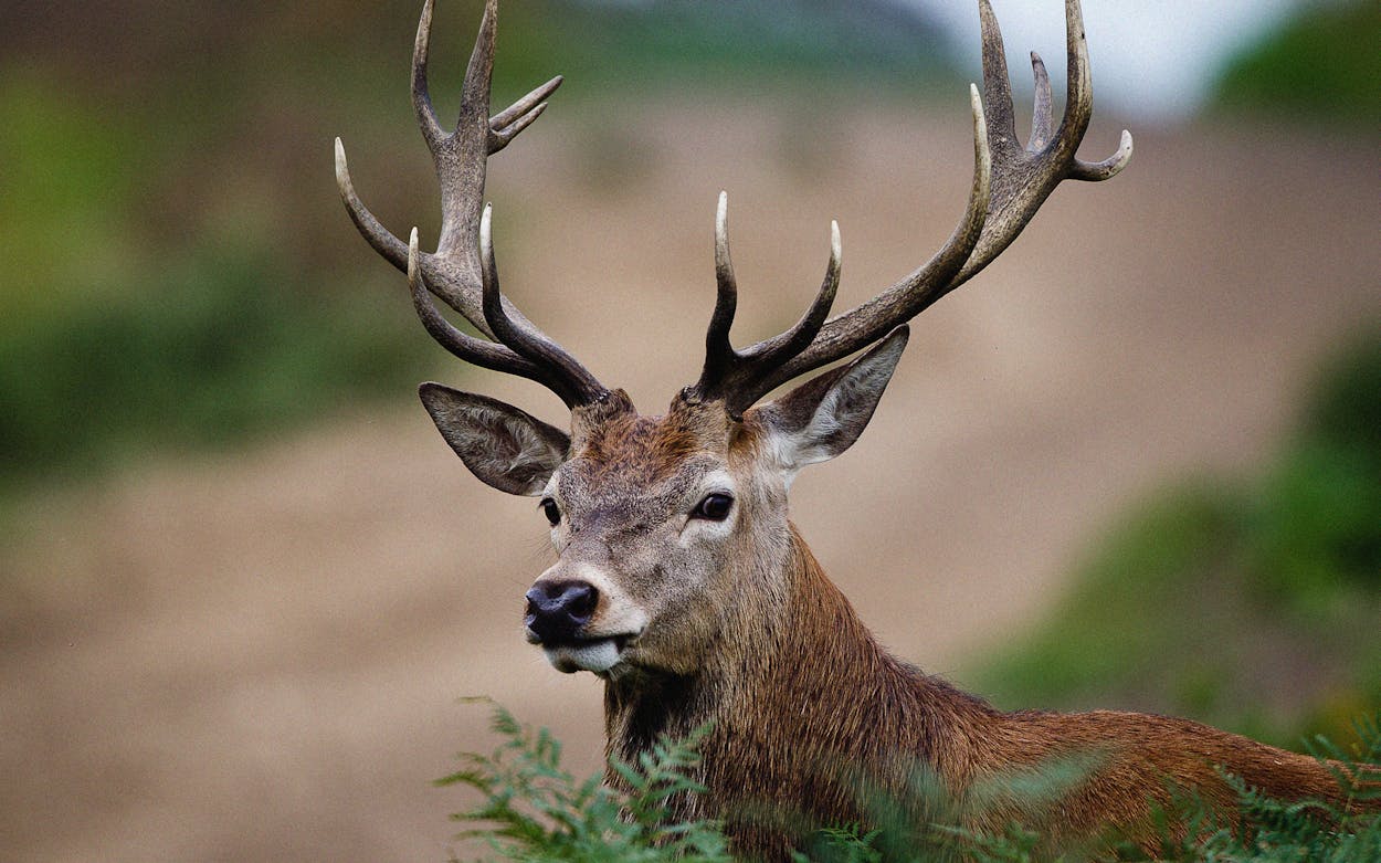 Chronic Wasting Disease affect deer in Texas