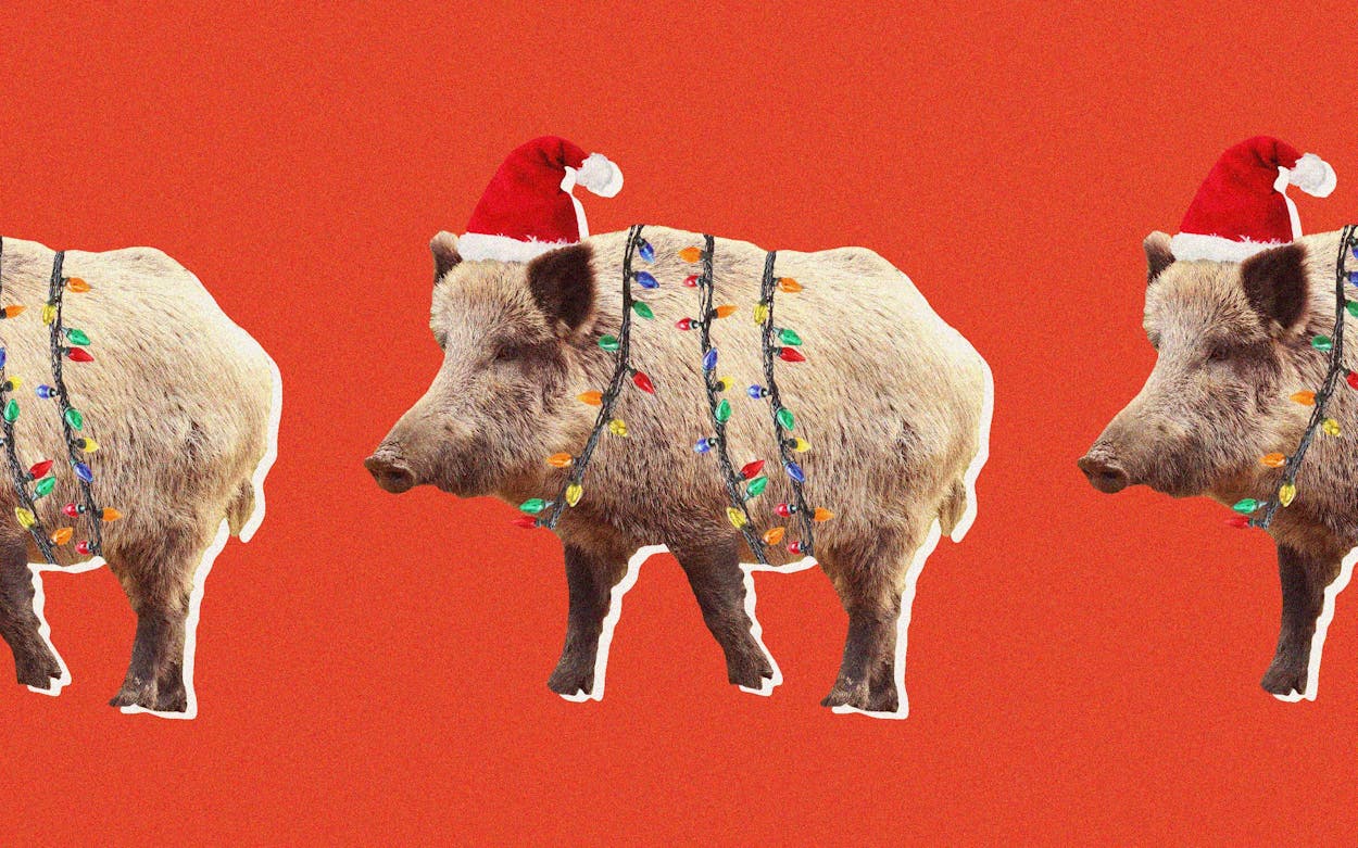 Feral Hogs 12 Days of Christmas Texas