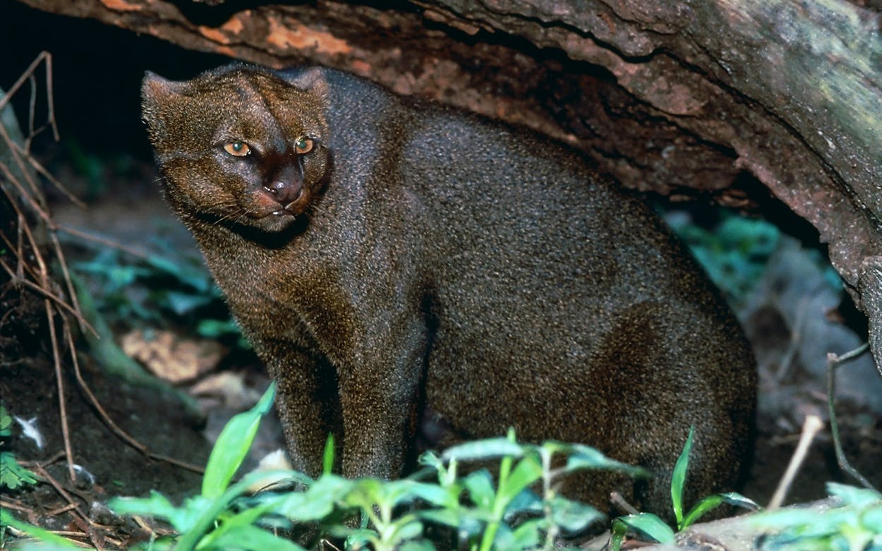 Closeup of a jaguarundi in the wild.