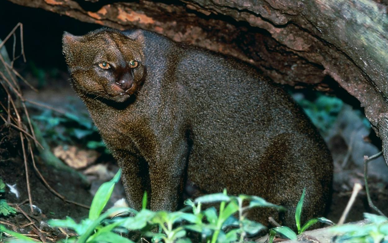 Jaguar Rundy In Search of the Jaguarundi – Texas Monthly
