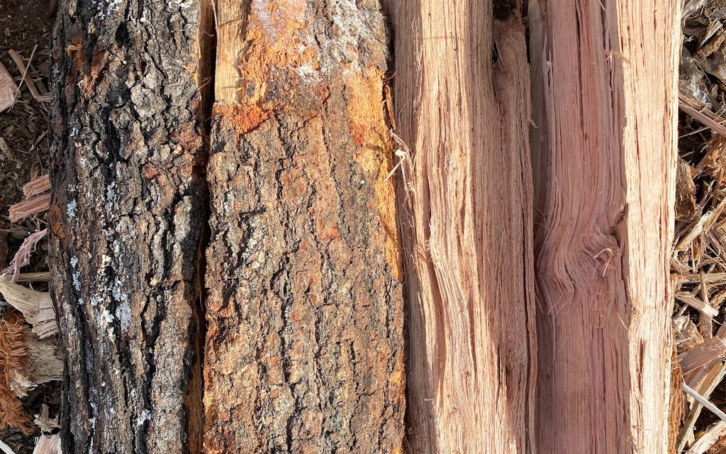 Red oak bark