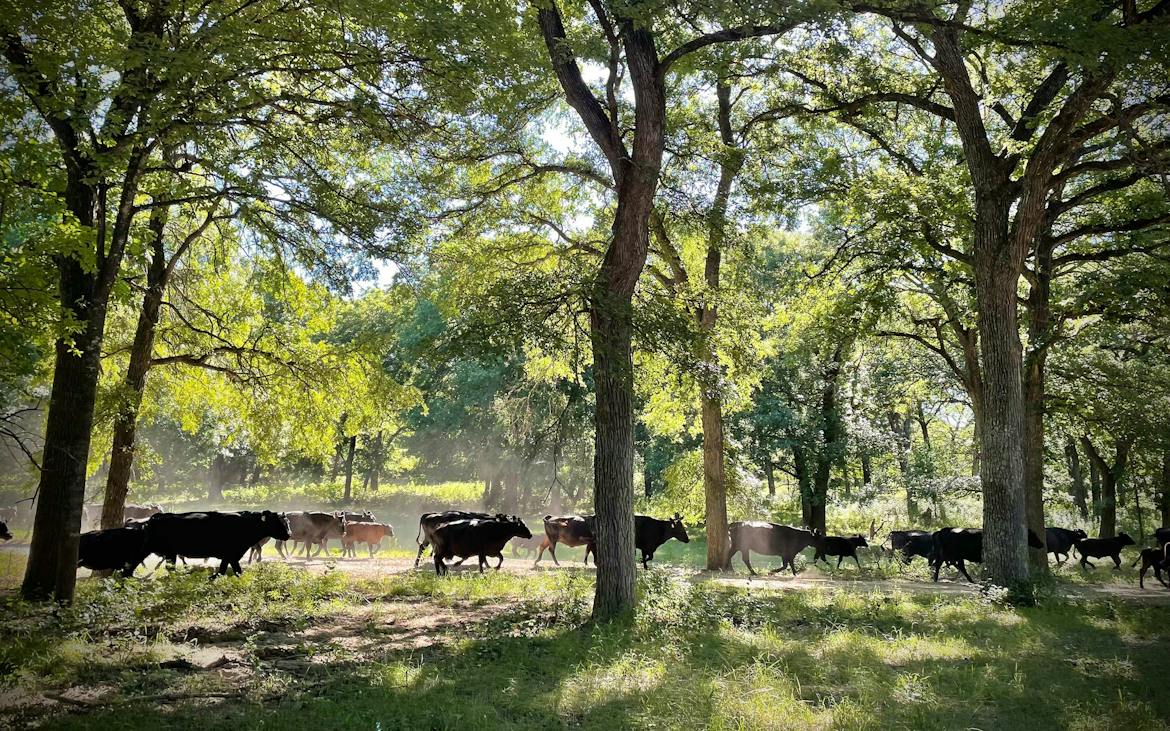 Gargling Ranch Regenerative Ranching Is Better for the Environment, but Can It Be ...