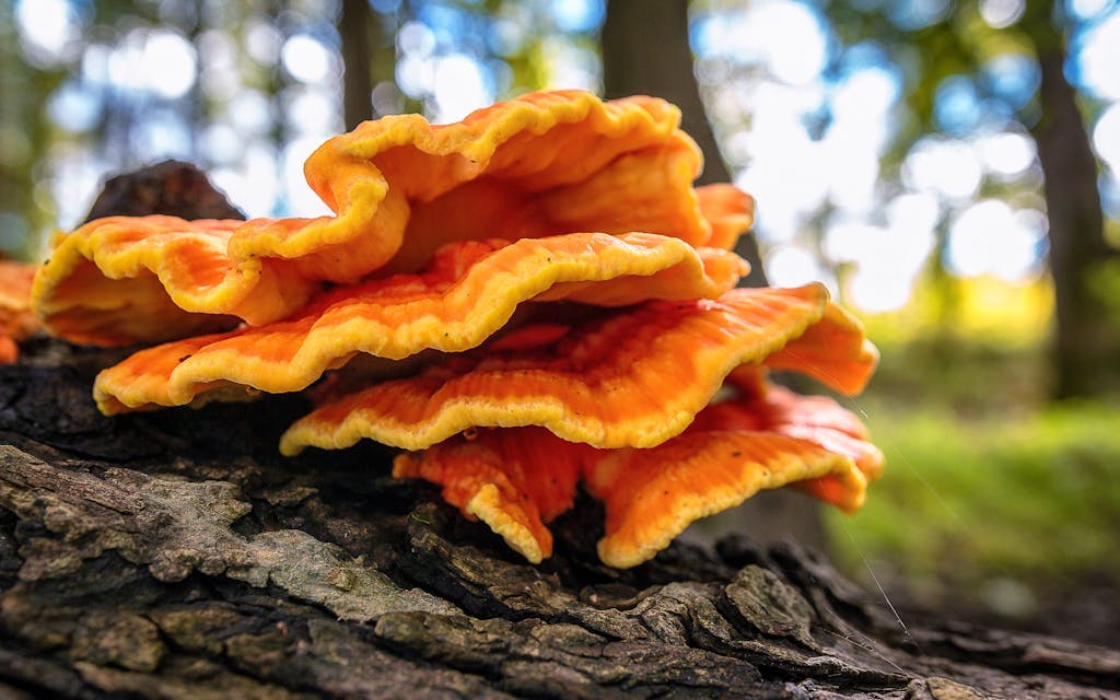Edible Texas plants, chicken of the woods