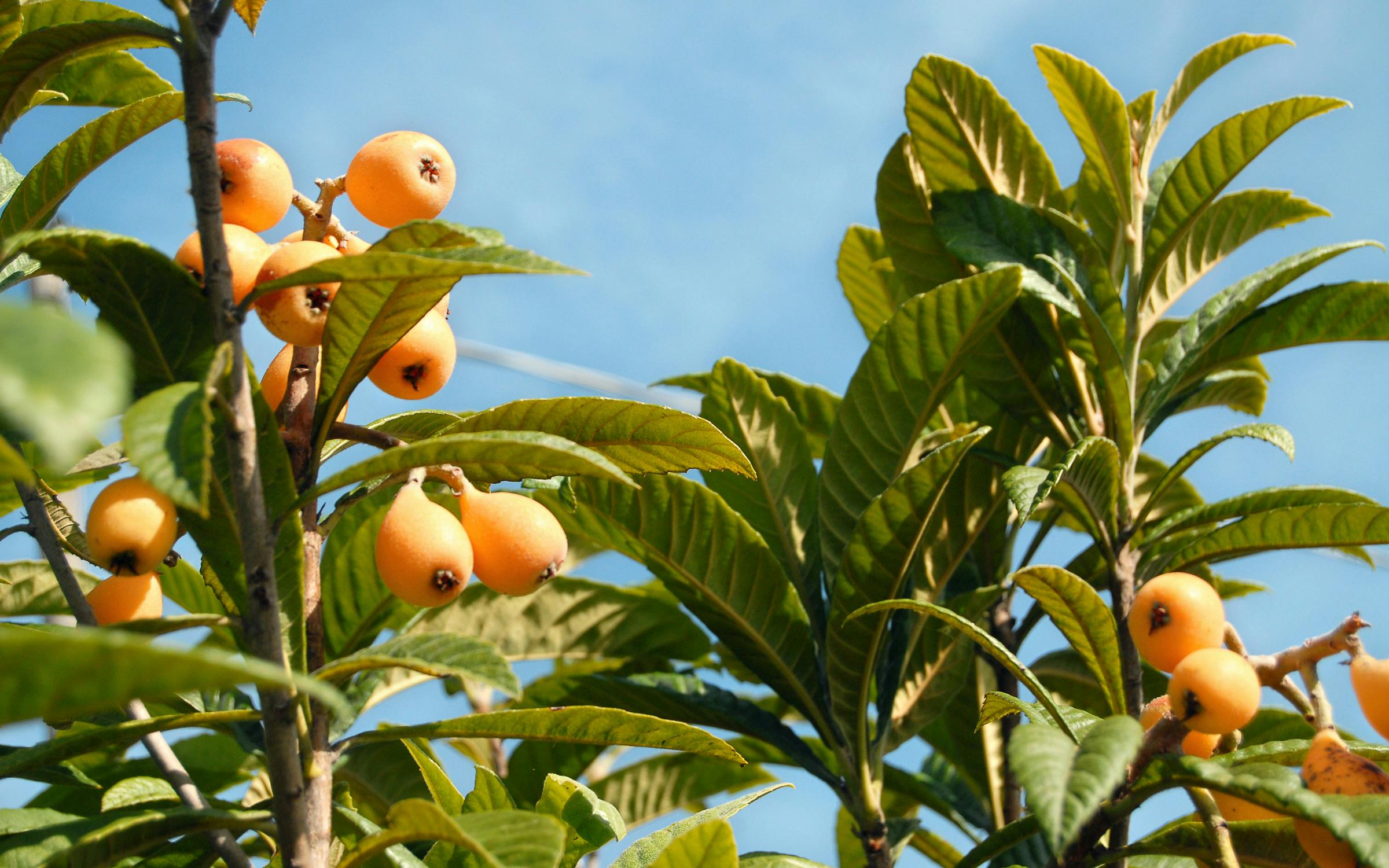 https://img.texasmonthly.com/2022/02/edible-texas-plants-loquat-featured.jpg?auto=compress&crop=faces&fit=fit&fm=pjpg&ixlib=php-3.3.1&q=45