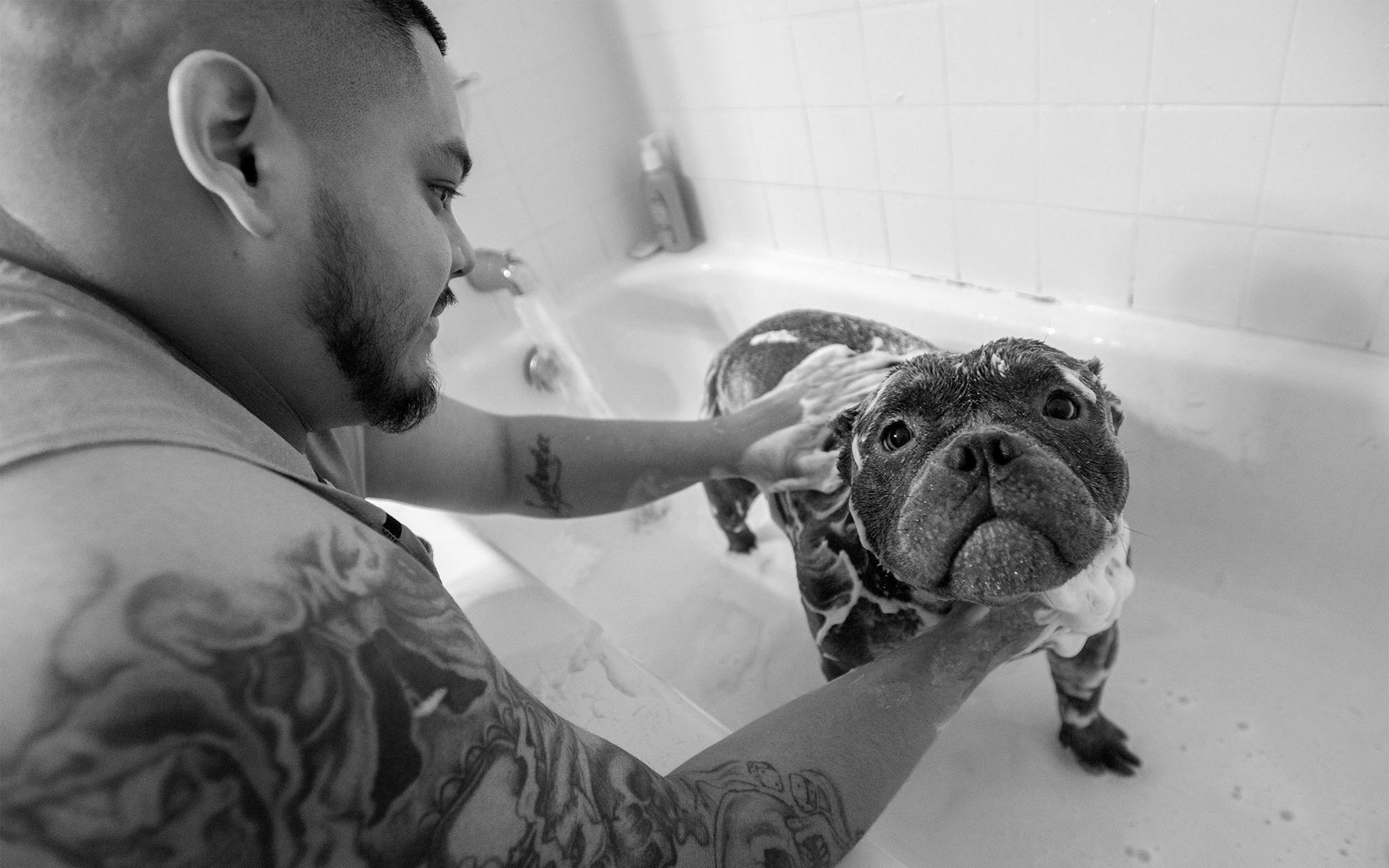 Josh Fabela, 26, bathes Sissy, one of the exotic pitbulls he breeds as part of his business at his home in Southeast Austin on February 8, 2020.