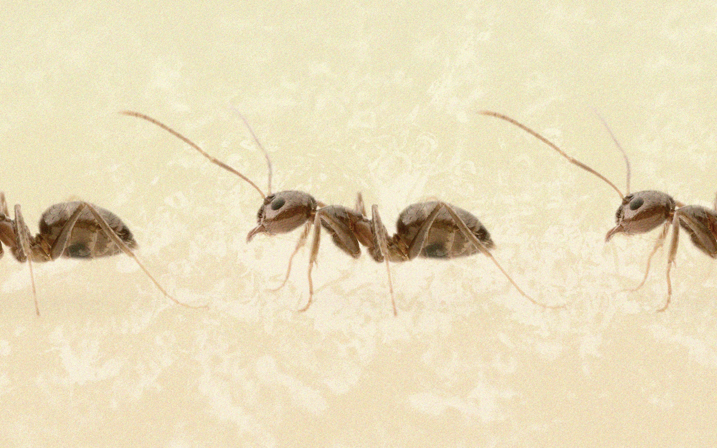 Ant Mini Nature Study