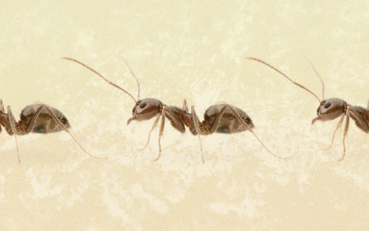 UT researchers have made a breakthrough in the fight against 'crazy ants'