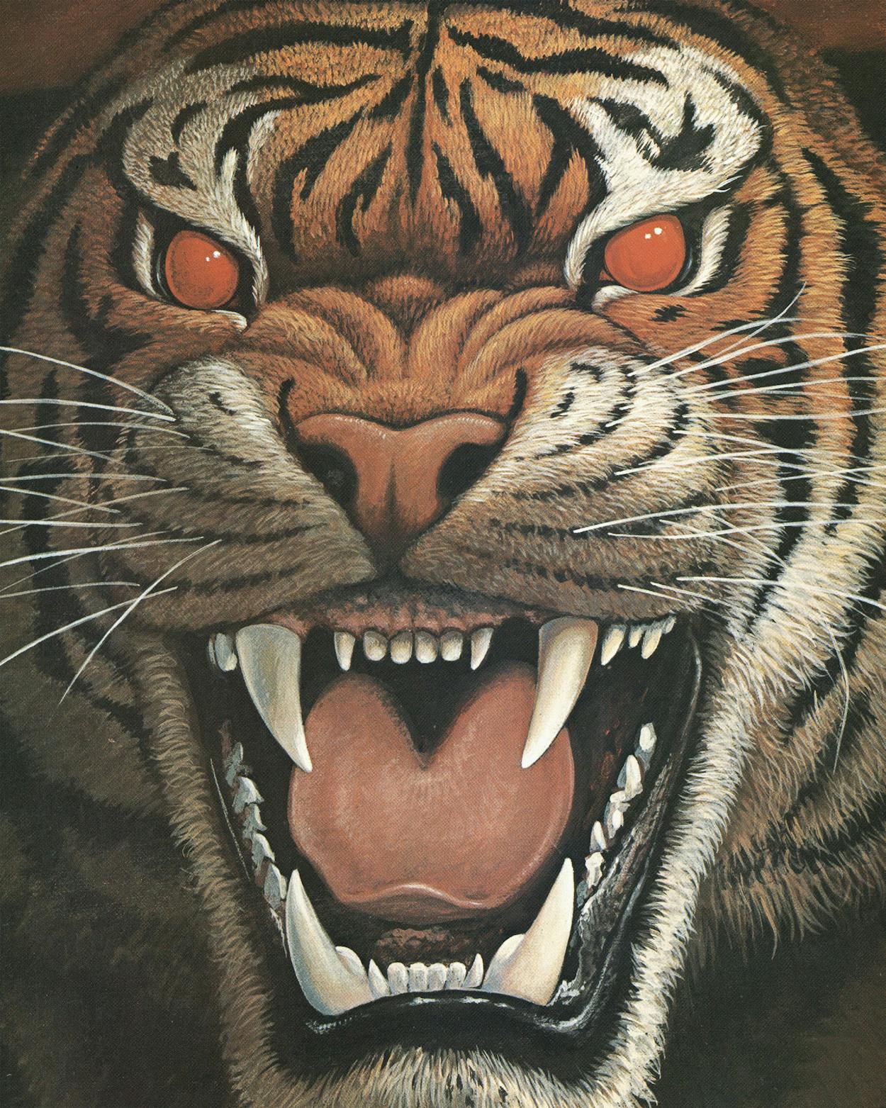 tigre - Go Outside