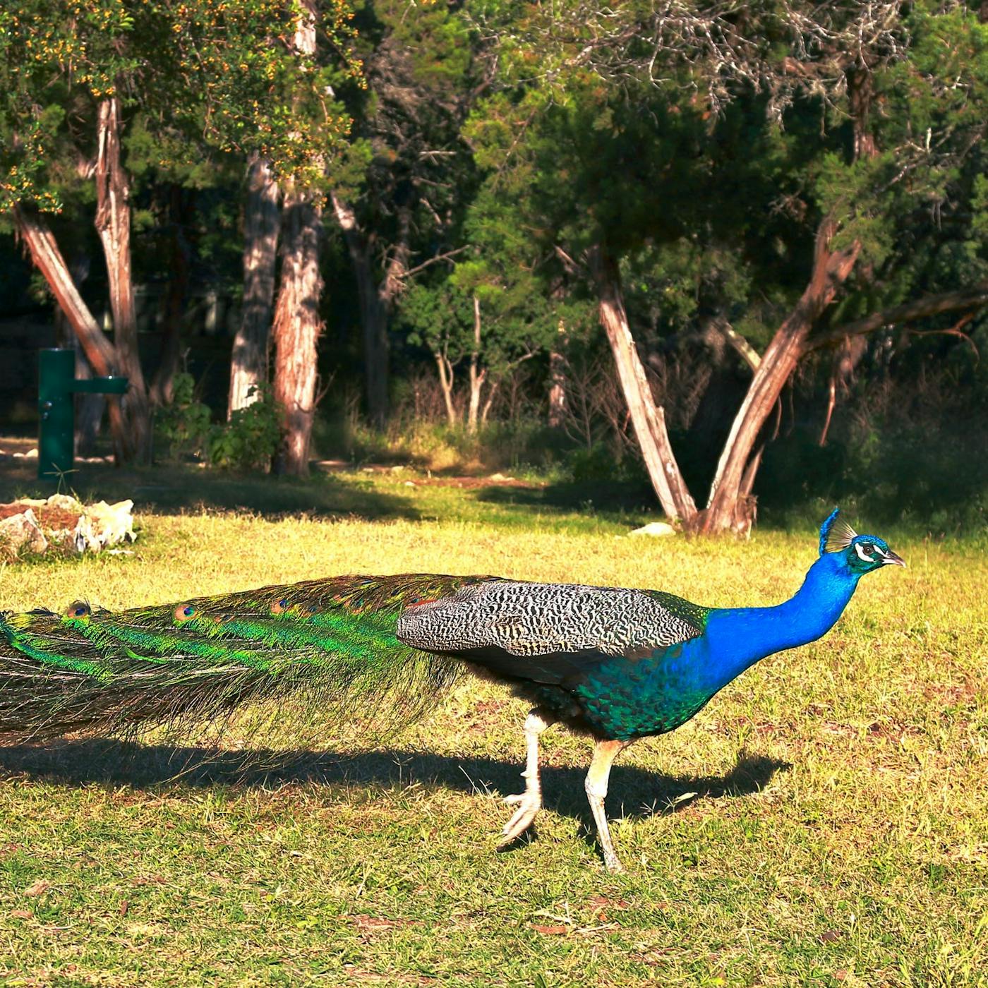 Why Do Abandoned Peacocks Keep Appearing in an Austin Park? – Texas Monthly