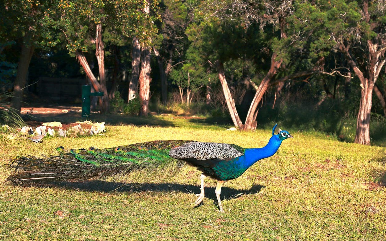 Peacocks at Mayfield Park in Austin