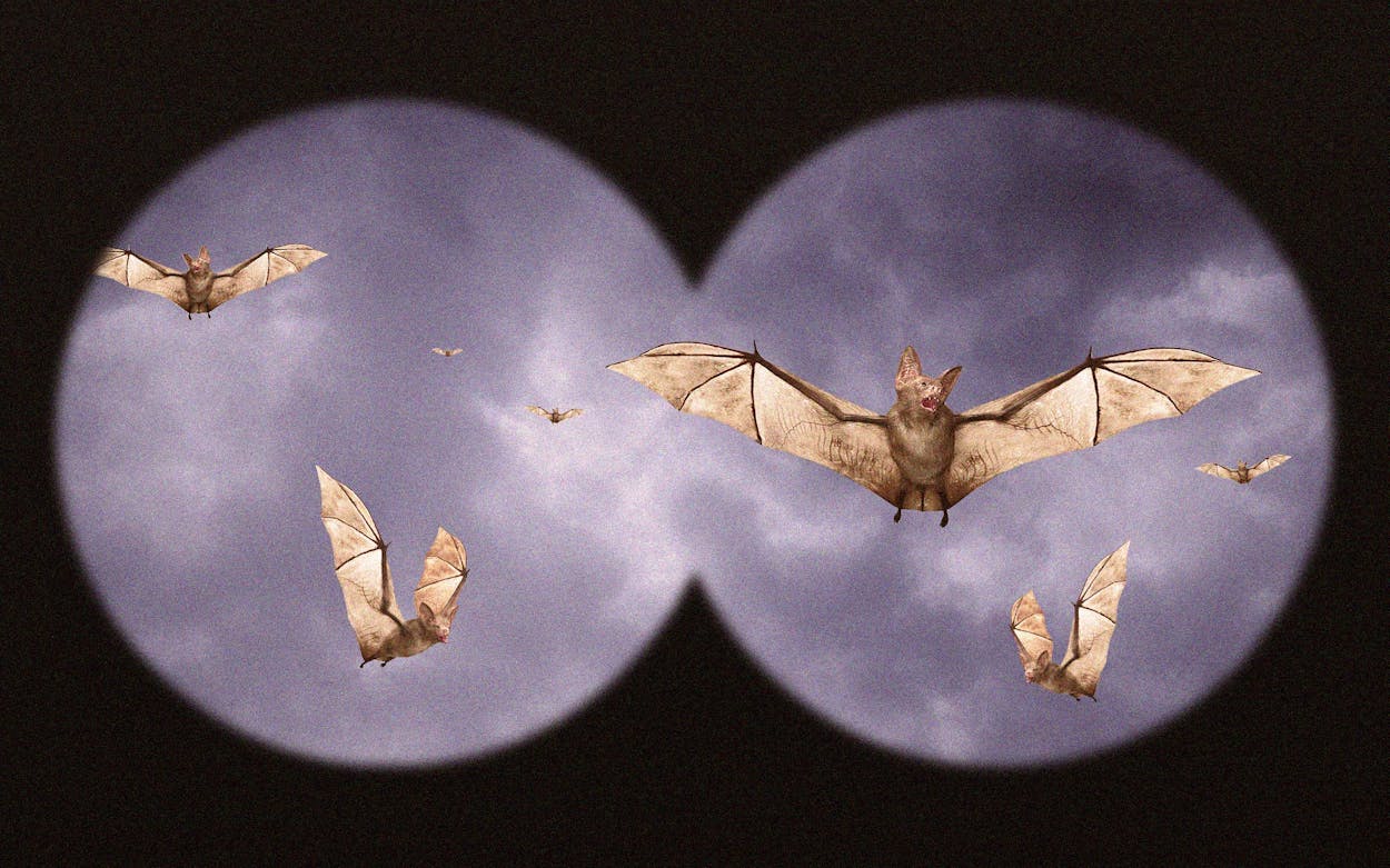 vampire bat flying