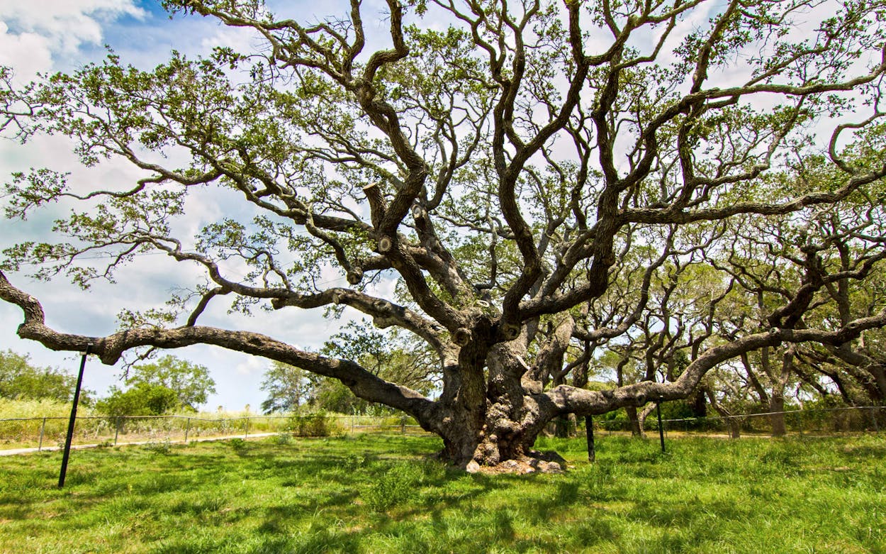 Best Trees In Texas The Big Tree Rockport ?auto=compress&crop=faces&fit=fit&fm=jpg&h=0&ixlib=php 3.3.1&q=45&w=1250