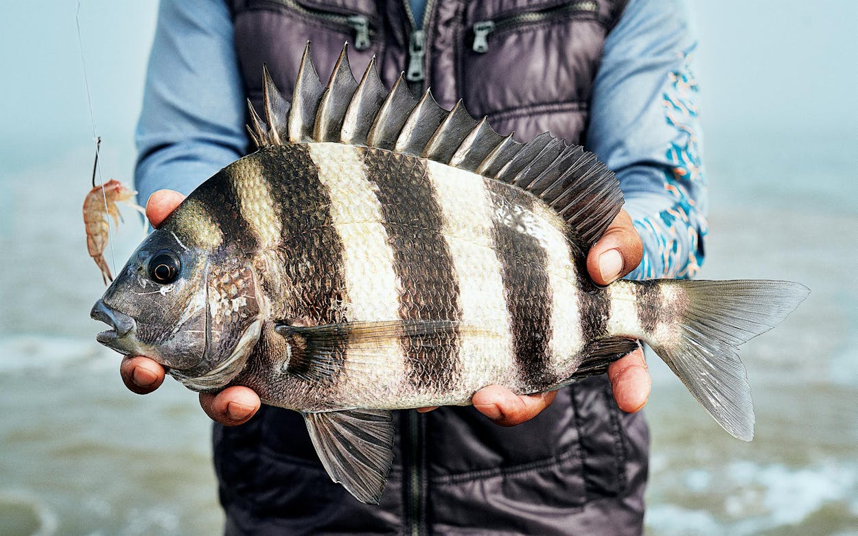 Richard Cabug shows off a sheepshead at Surfside Jetty County Park, in Surfside Beach, on December 14, 2021.