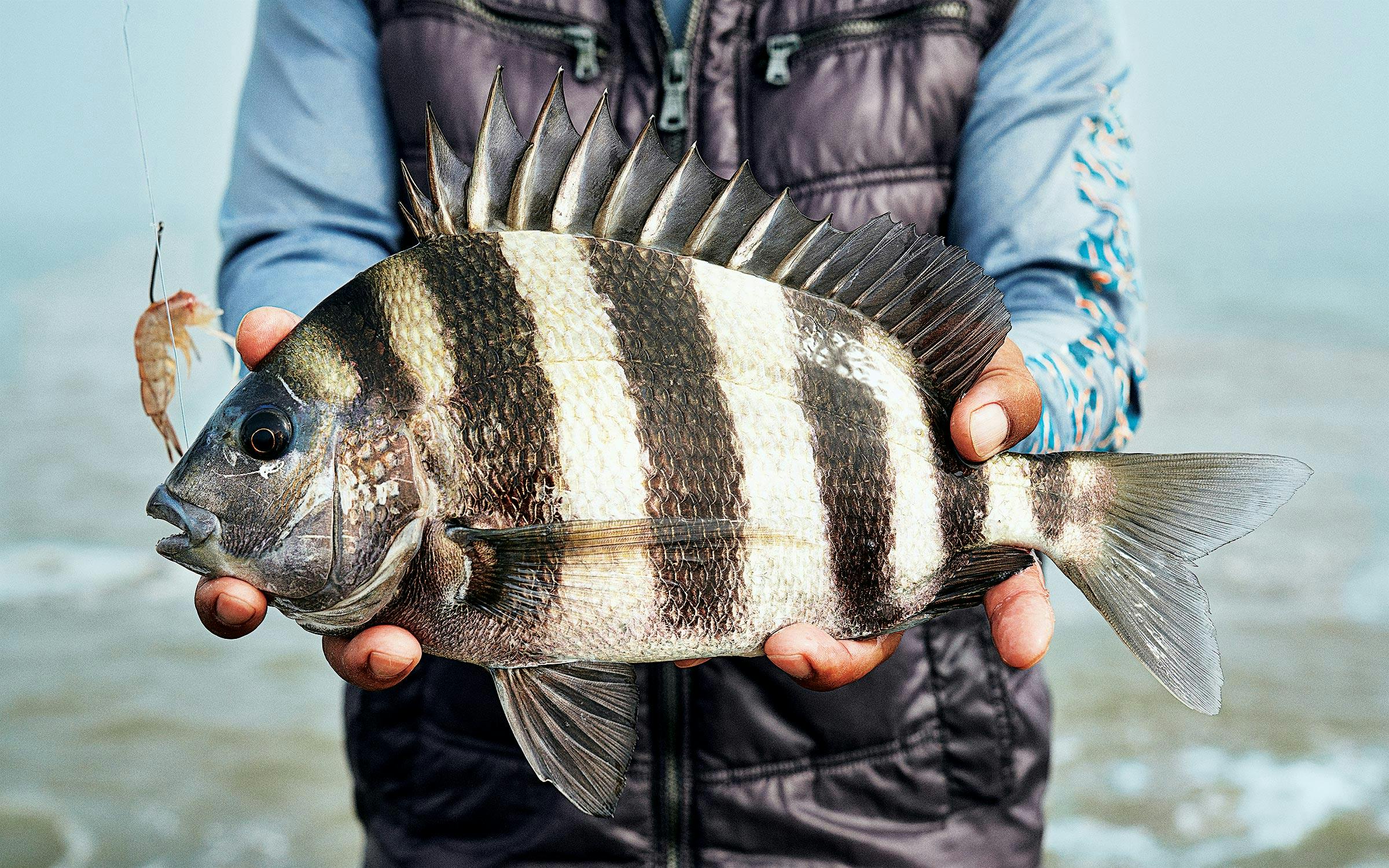 Vulf Fish When It Comes to Gulf Fish, Don’t Fear the Sheeper – Texas Monthly