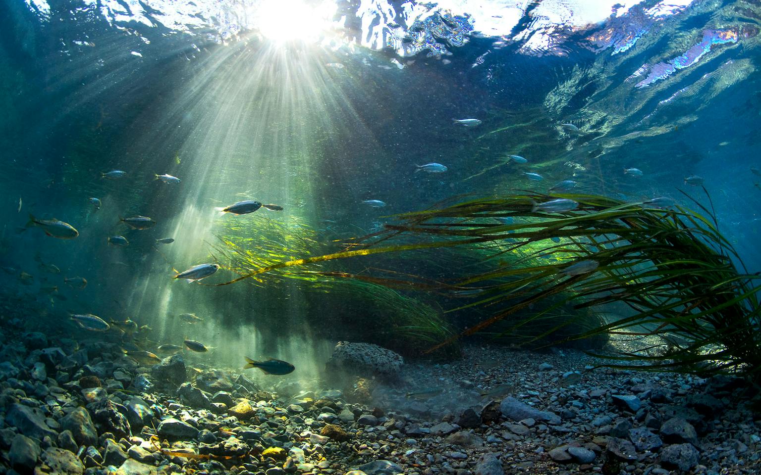 Great Spring The Great Springs Project Envisions a 100-Mile Trail From Austin to San ...