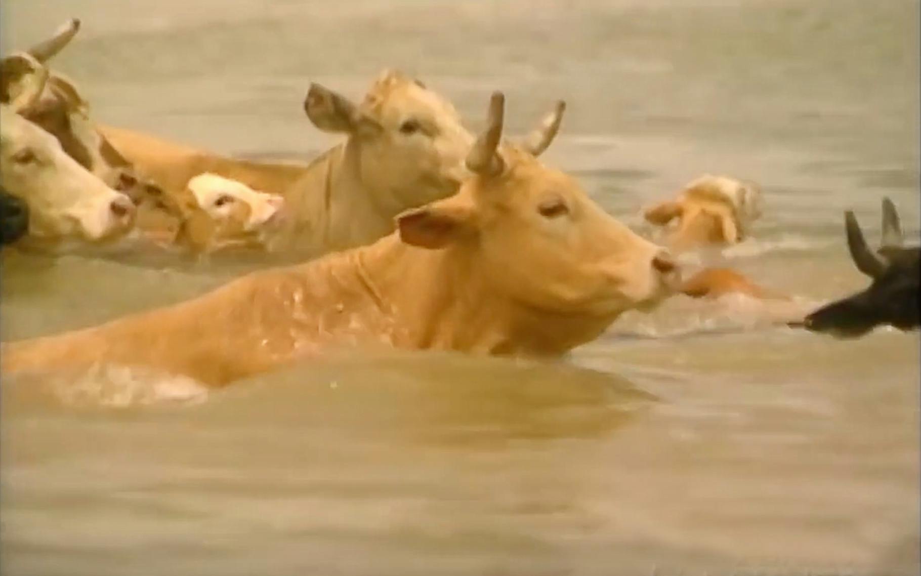 You Can Lead Cows to Water, But Can You Make ’Em Swim the Colorado?