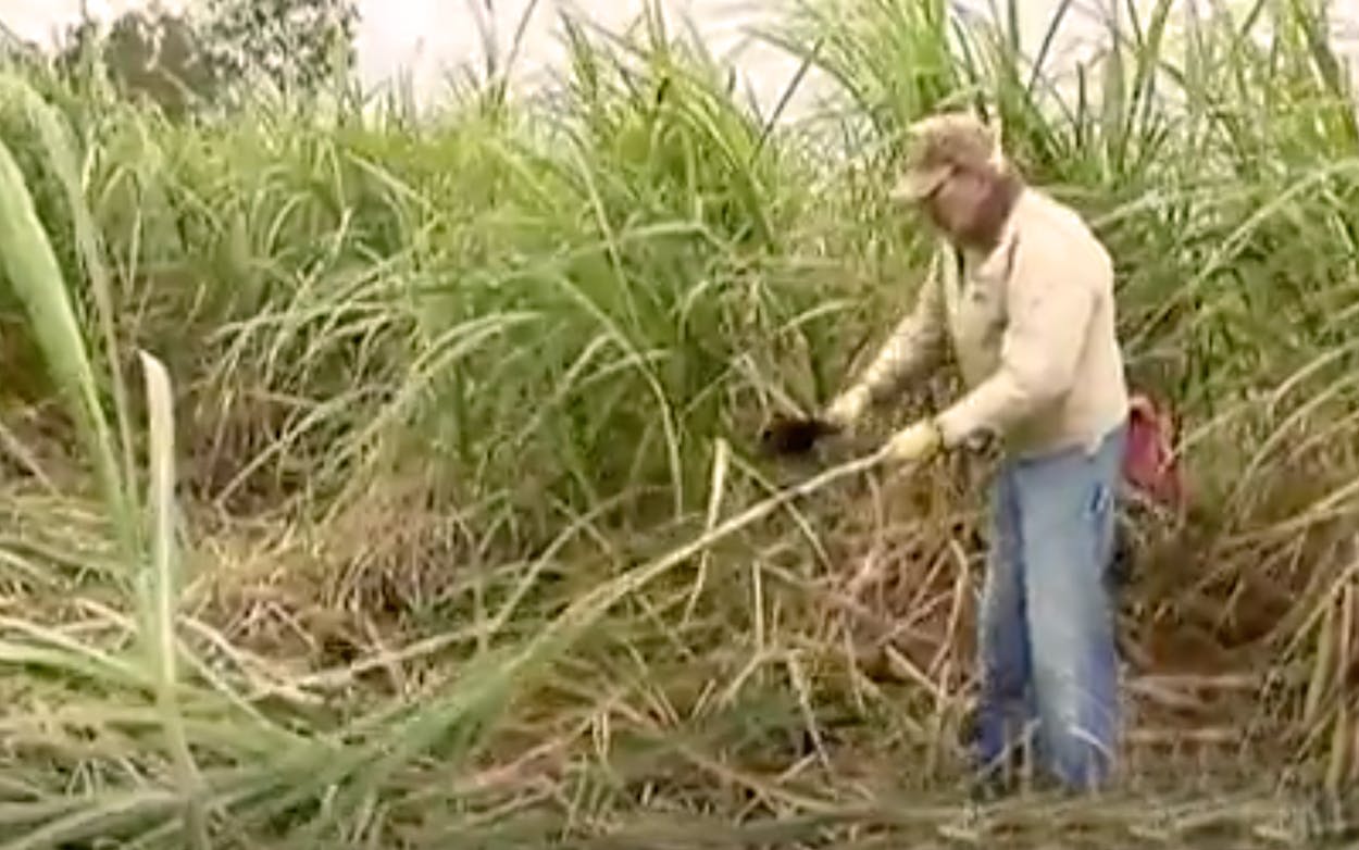 Cutting raw sugarcane.