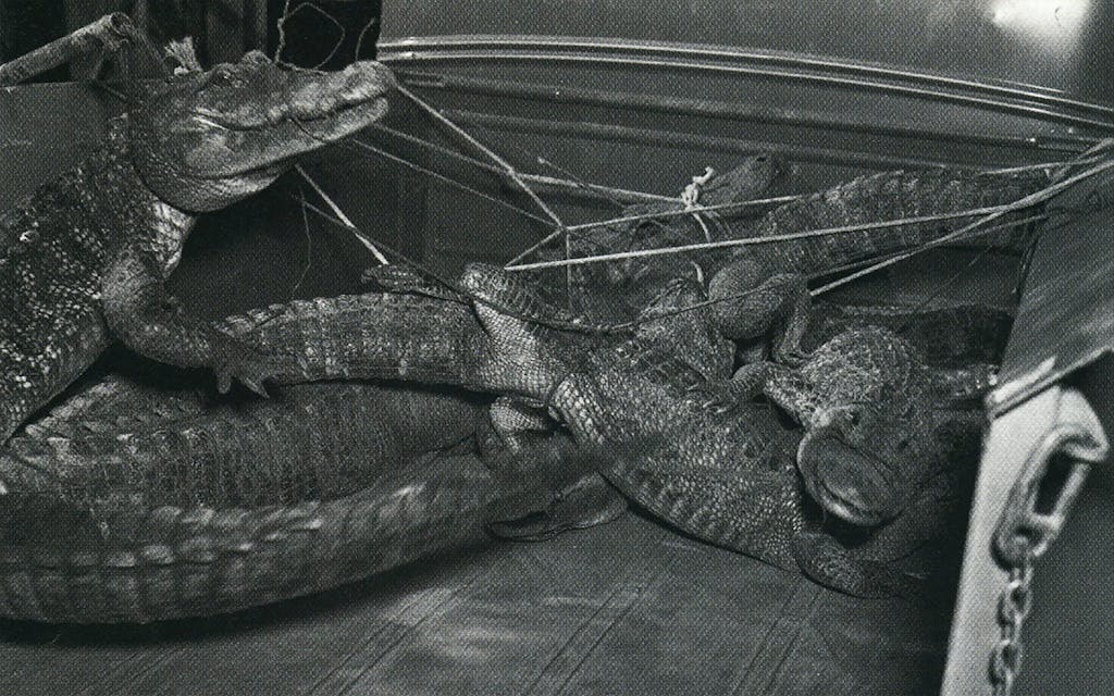 5 alligators tied up on top of each other. 