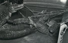Cruel Inhumane Slaughter of Alligators for a $43,000 Bag 