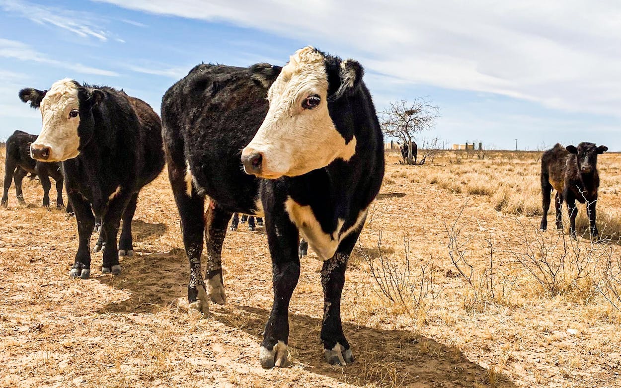 Scharbauer Cattle Company Creates a Model for Ranch-to-Retail Beef