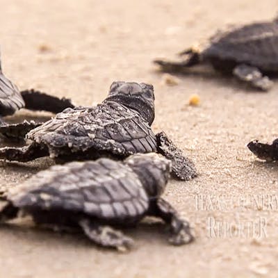 Sea-Turtles-Inc-South-Padre-Island-Texas-Country-Reporter