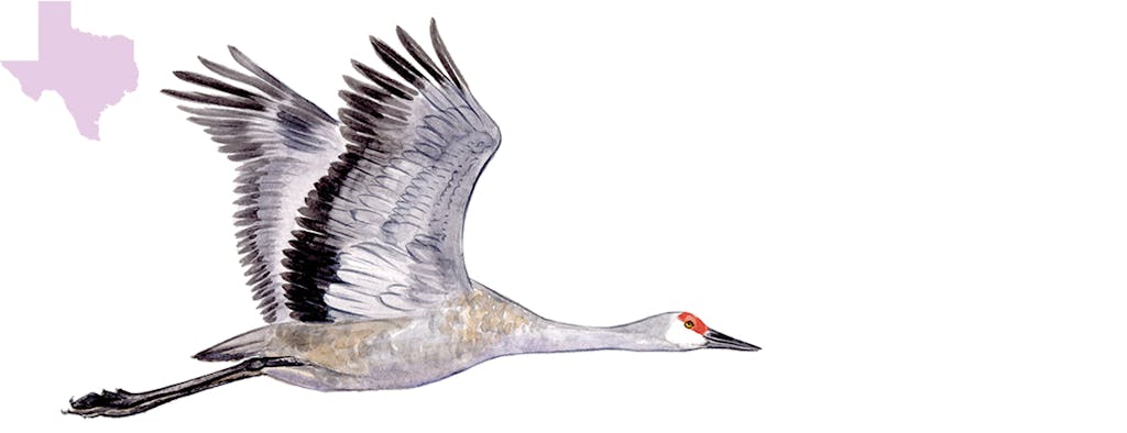 birding sandhill crane