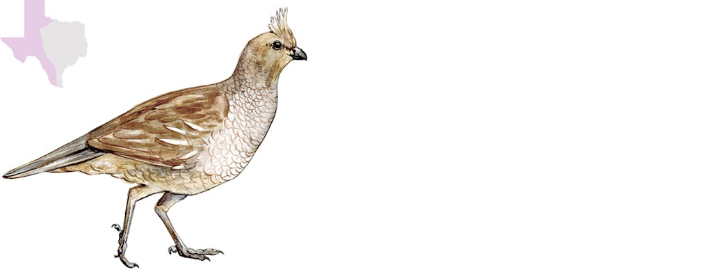 birding scaled quail