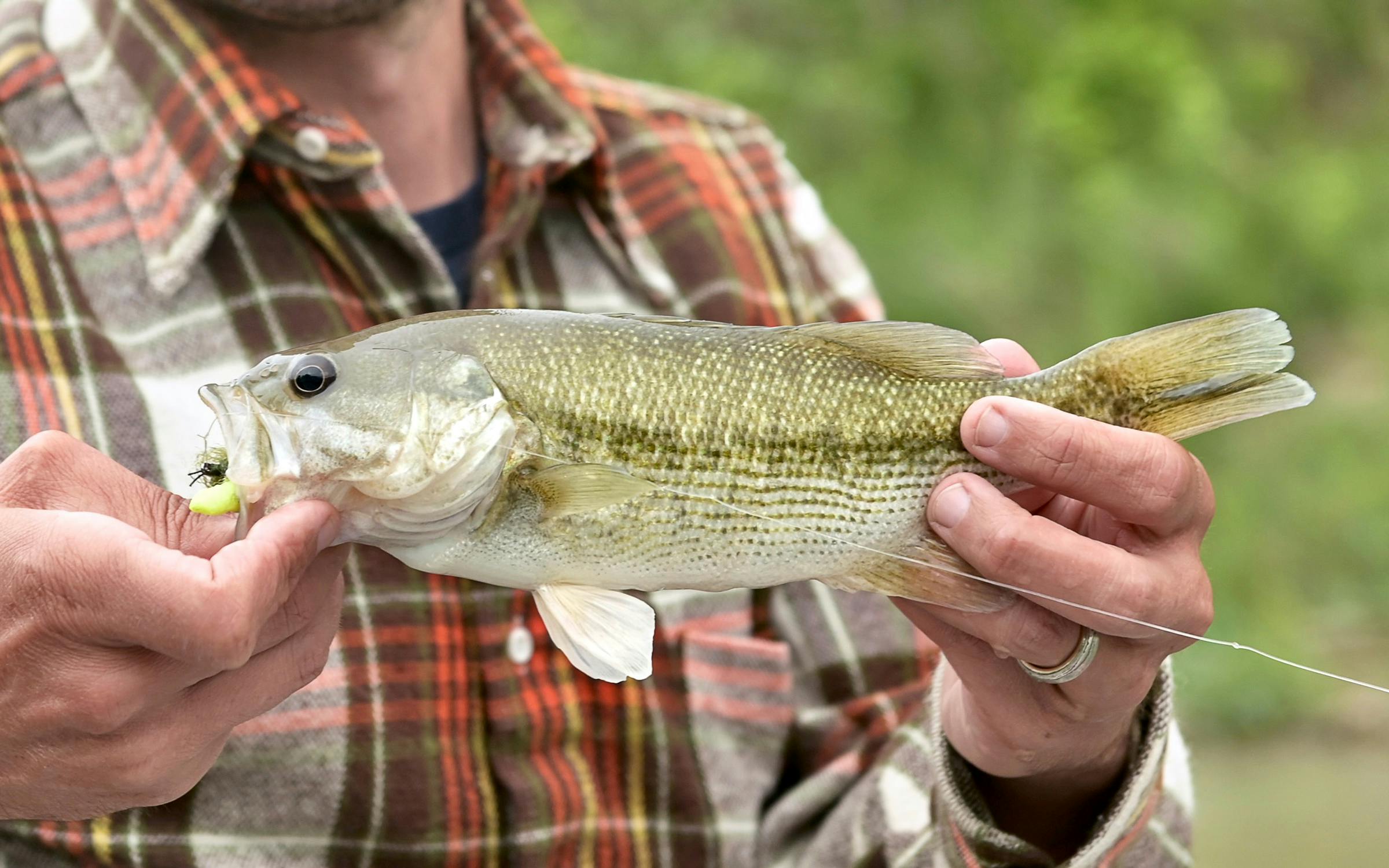 How to Catch a Guadalupe Bass – Texas Monthly