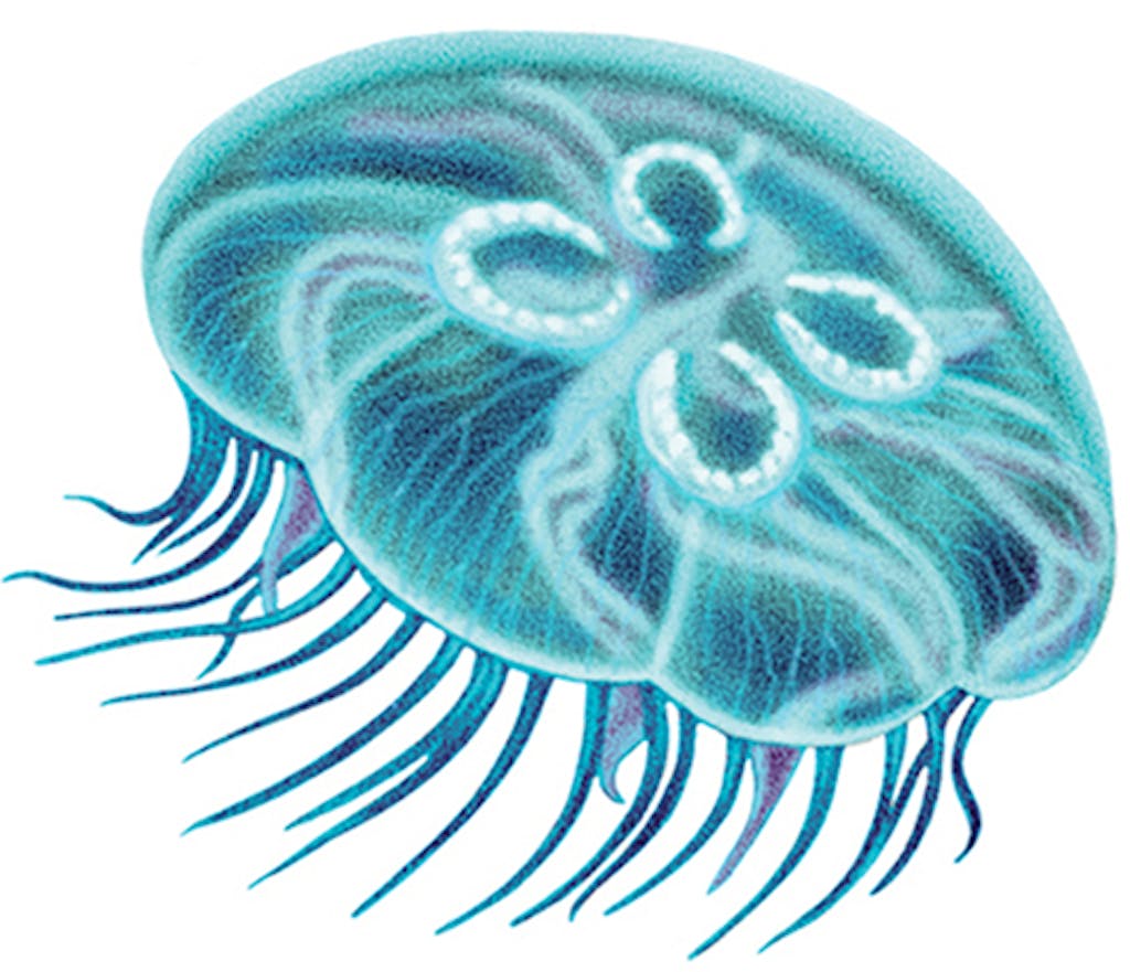 texas jellyfish species moon jelly
