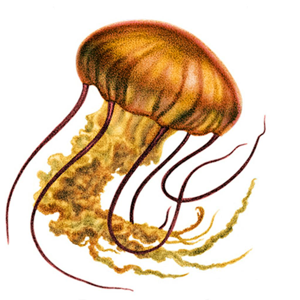 texas jellyfish species sea nettle