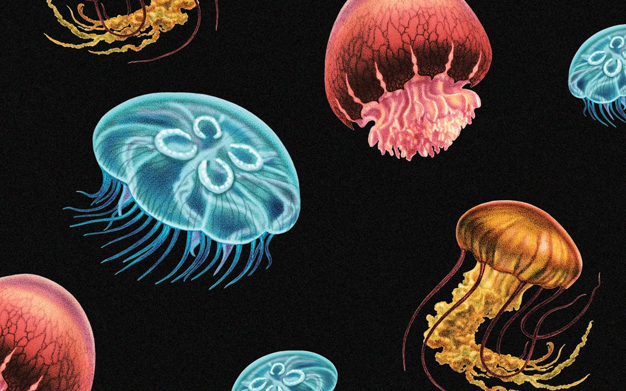 texas jellyfish species