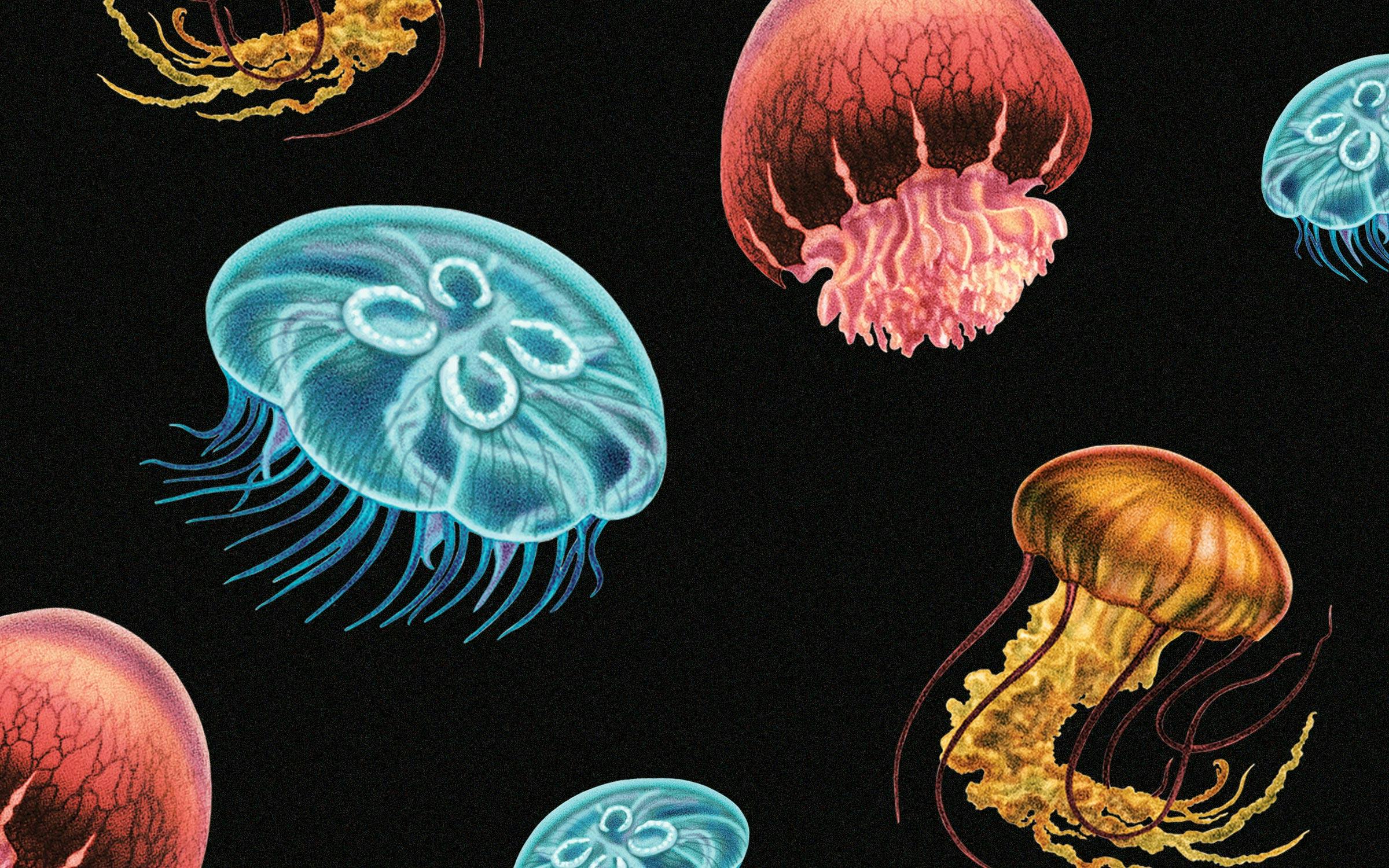 Five Texas Jellyfish—and Relatives—to Know – Texas Monthly