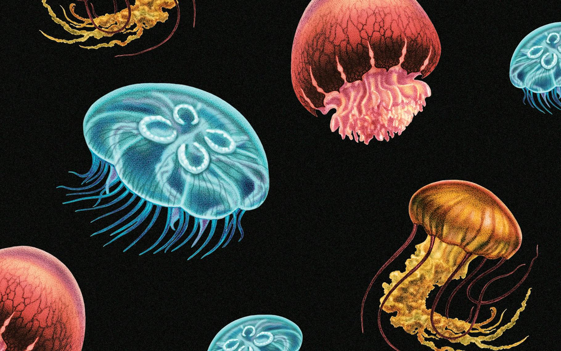 Five Texas Jellyfish—and Relatives—to Know Texas Monthly