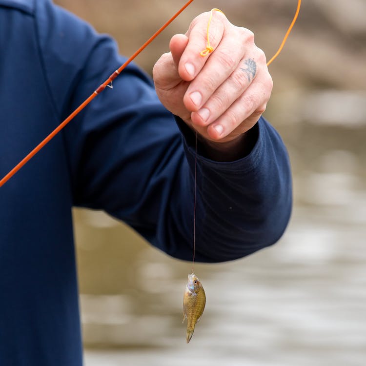 This is Micro-Fishing: Big Interest in Tiny Fish - Game & Fish