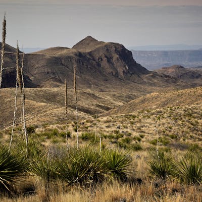 Looking south across Green sotol towards the Rio Grande in the Chisos mountains, Big Bend National Park, Texas