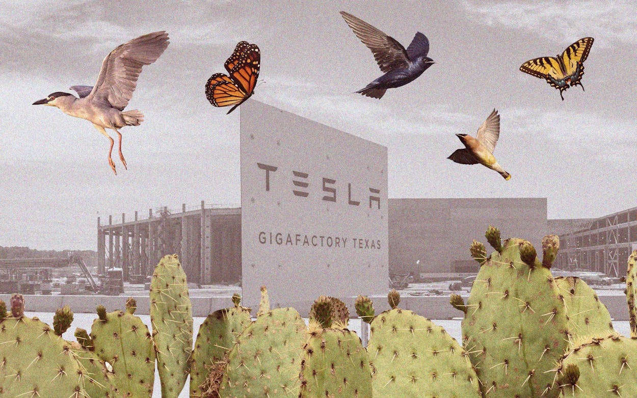 Following up on Tesla's promise for an ecological paradise